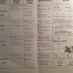 Amoeba sisters video recap answer key