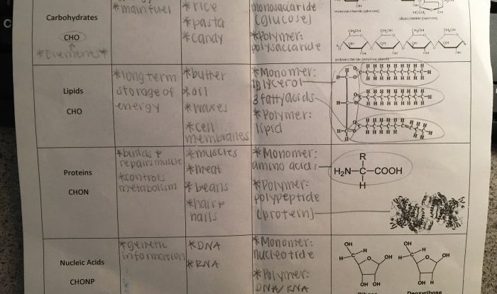 Amoeba sisters video recap answer key