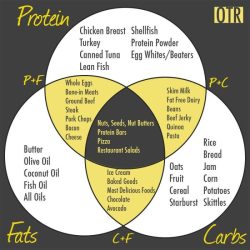 Carbohydrates and lipids venn diagram