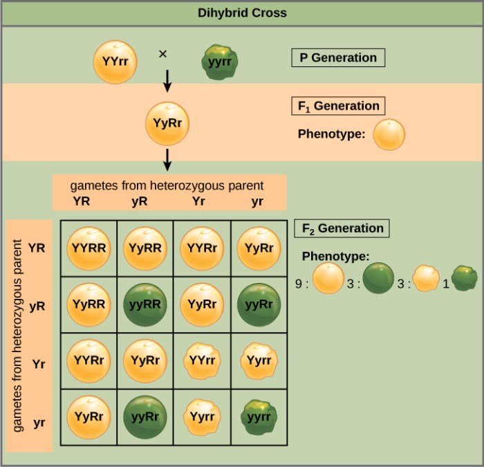 Biology genetics problems dihybrid punnett squares genetic ringers sciencestuffbyamy crosses monohybrid lessons