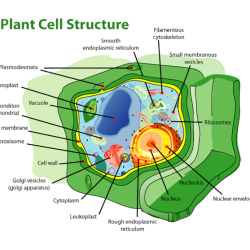 What is the ridged outer layer of a plant cell