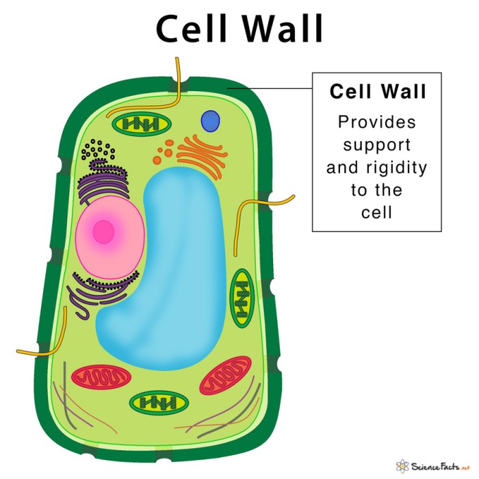 What is the ridged outer layer of a plant cell