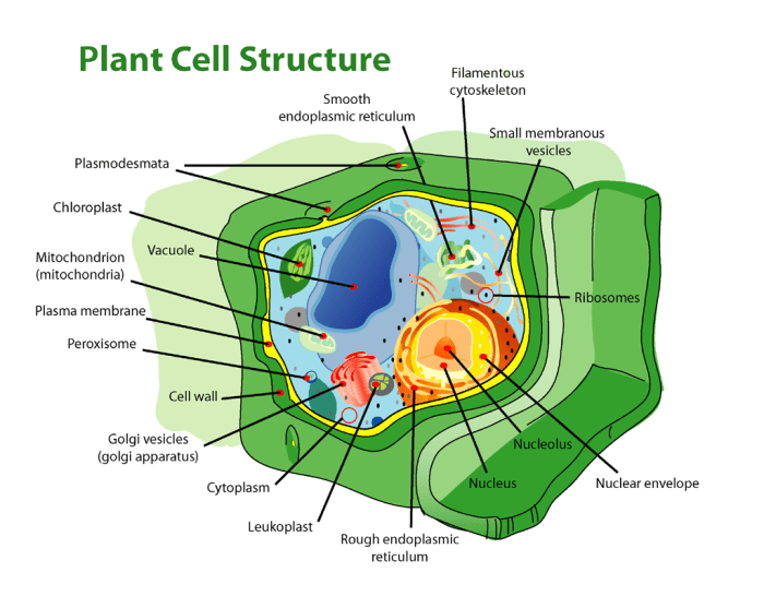 What is the ridged outer layer of a plant cell