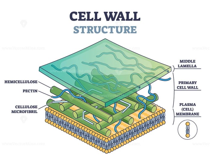 Functions membrane plasma microbiology surrounded stiff rigid microbiologynote