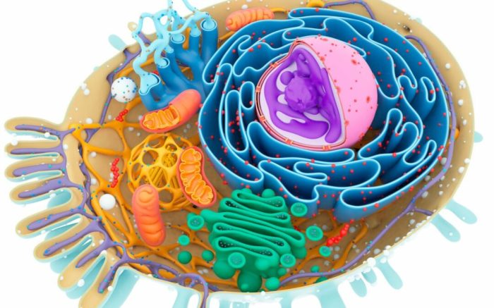 Drag each cell structure to the appropriate bin.