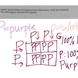 Answer punnett square practice key crosses offspring use possible show given