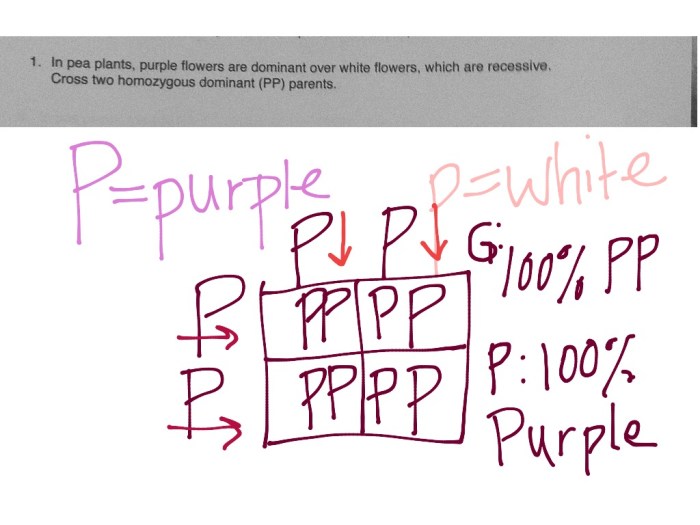 Answer punnett square practice key crosses offspring use possible show given