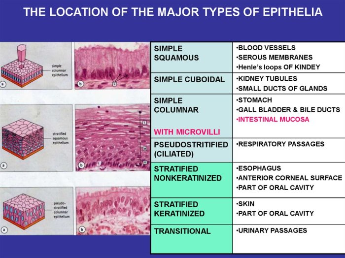 Epithelium epithelial tissue summary hun cellen verschillende epitheliale samenvatting kenmerken weefsels